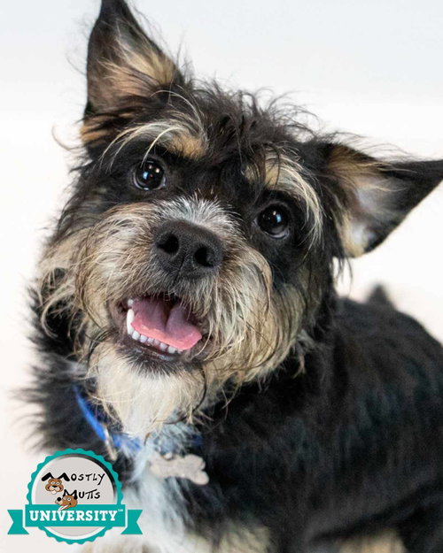 Linden, an adoptable Terrier in Kennesaw, GA