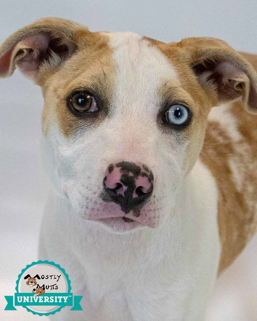 Mychelle, an adoptable Terrier in Kennesaw, GA
