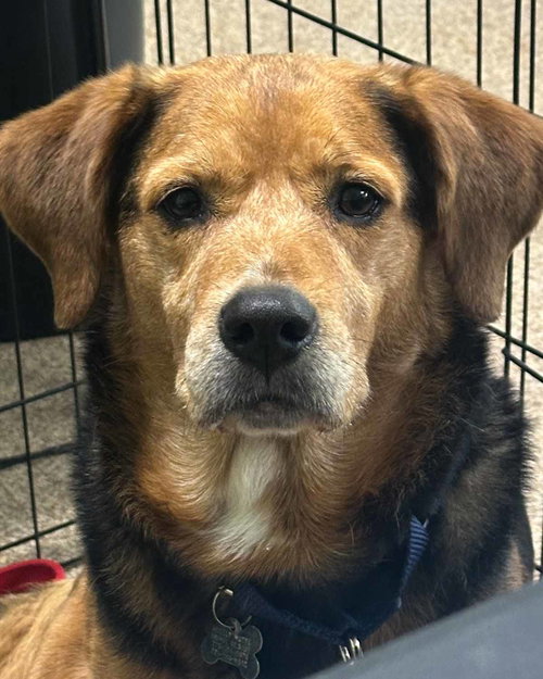 John Henry, an adoptable Basset Hound in Kennesaw, GA