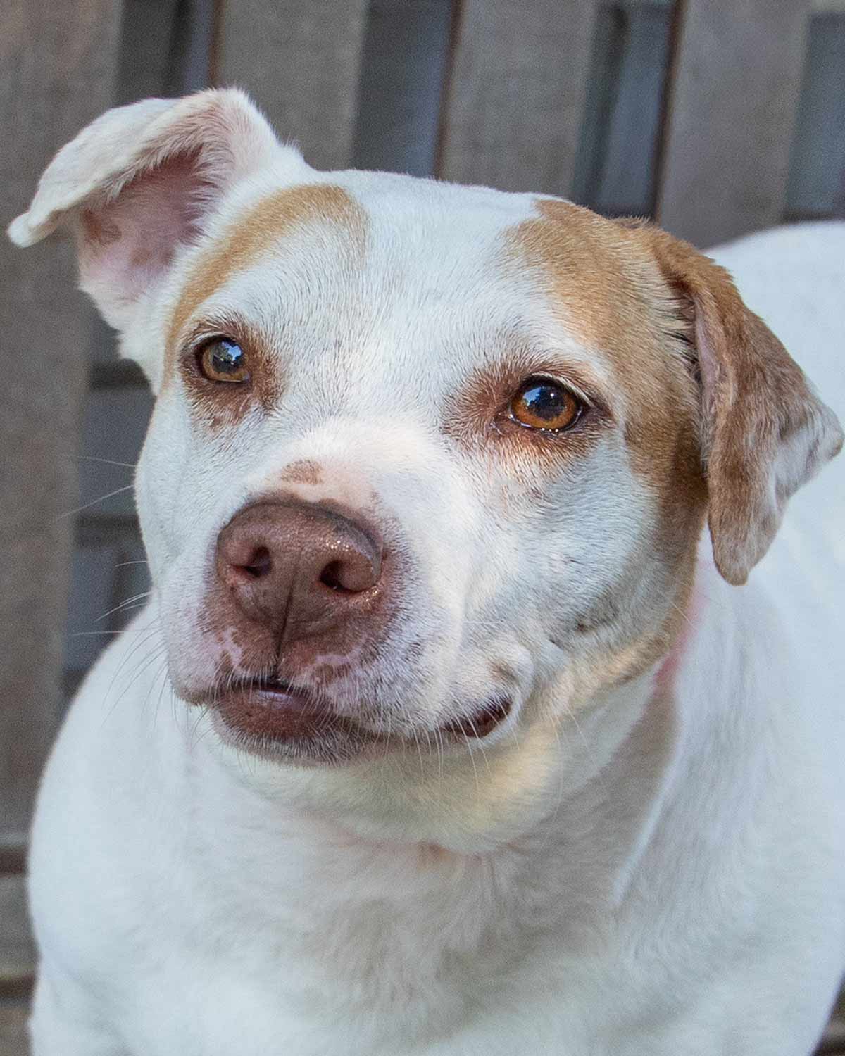 Delilah Fka Katya - Terrier