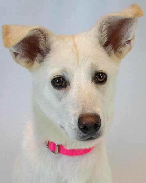 Jelly Bean, an adoptable Husky in Kennesaw, GA