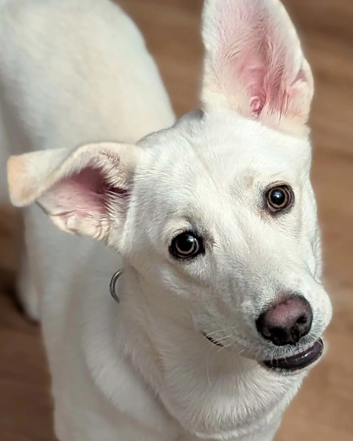 Jelly Bean - Husky