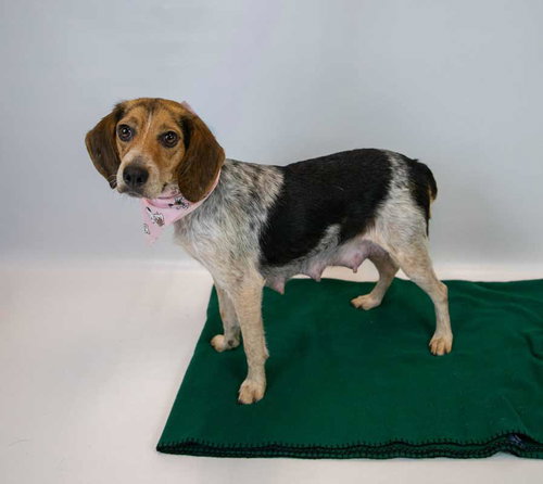 Maybelle photo 3