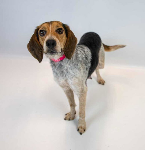 Maybelle photo 6