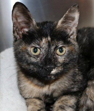 Twiggy