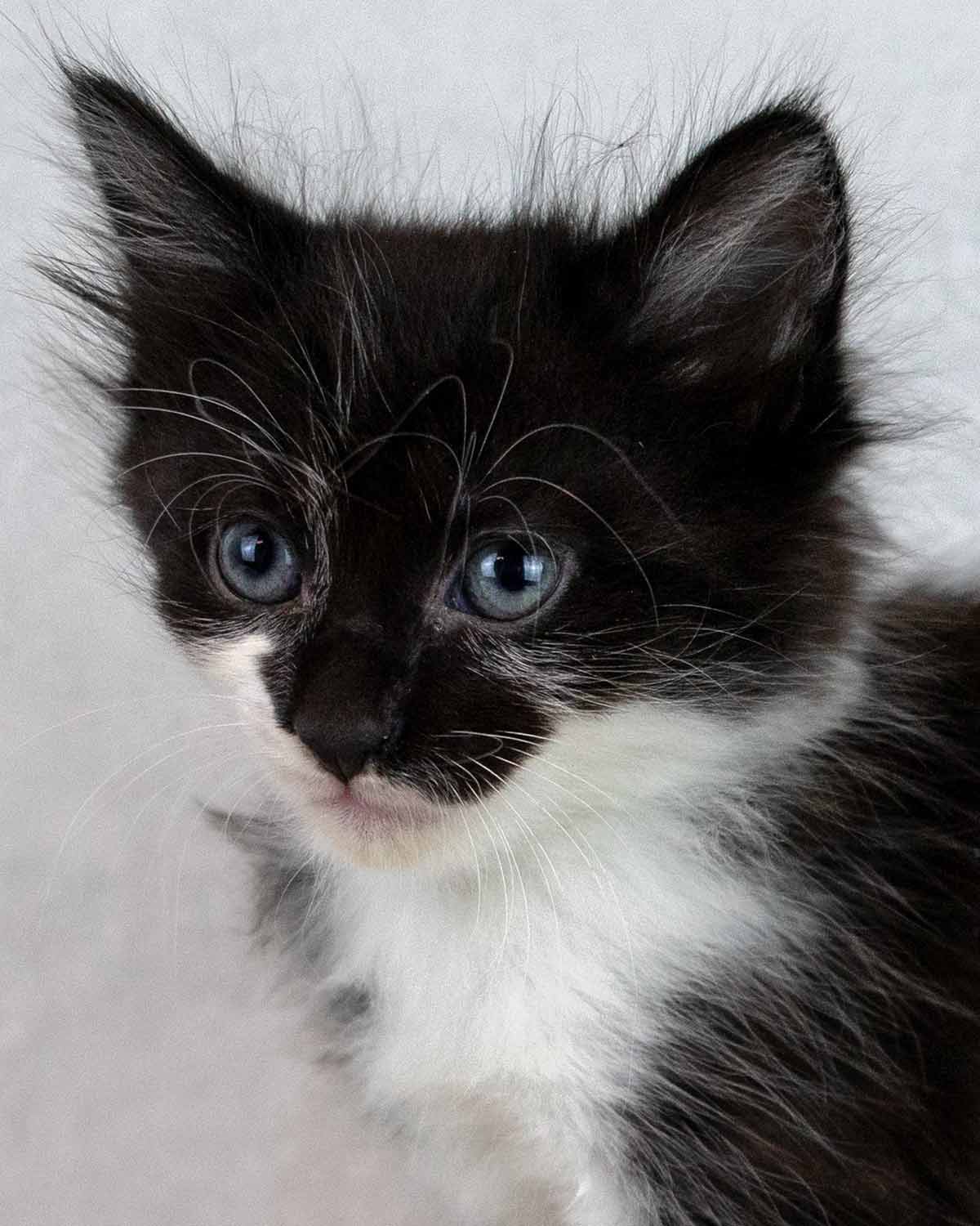 Souffle