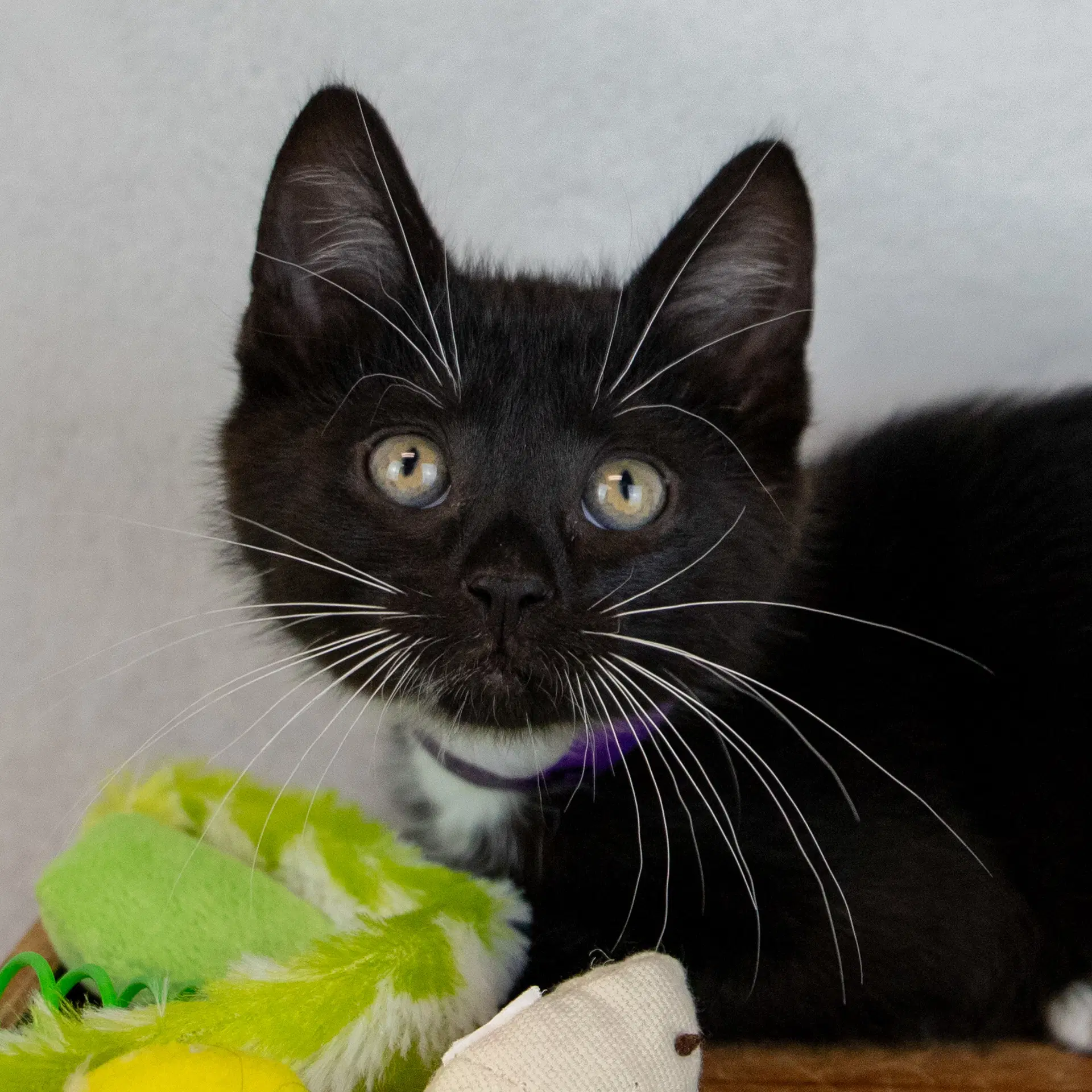 Cannoli - Domestic Short Hair