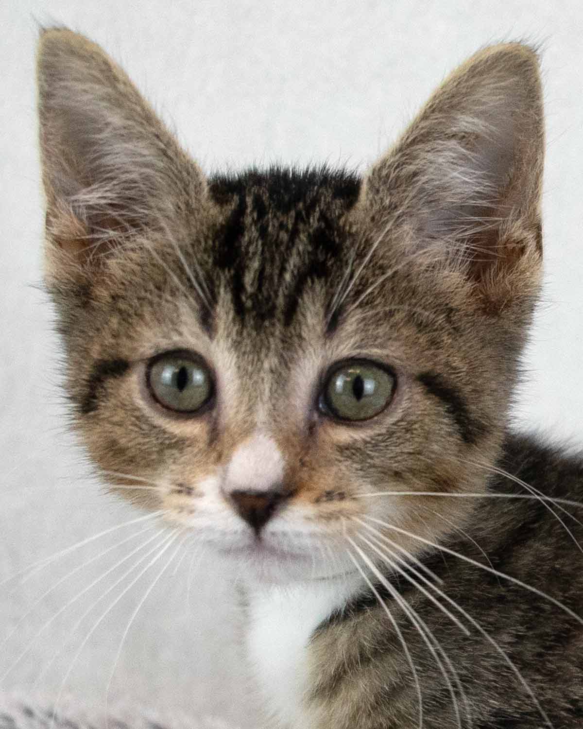 Mambo