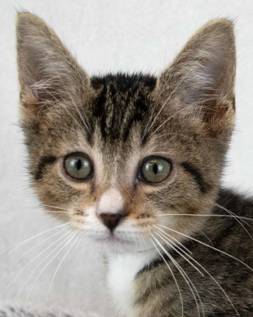 Mambo, an adoptable Domestic Long Hair in Kennesaw, GA