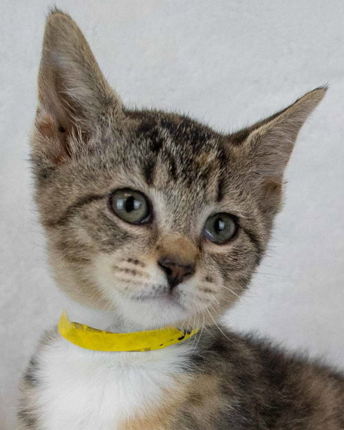 Salsa, Baby Domestic Short Hair / Tabby / Mixed, cat for adoption in Roswell, Georgia