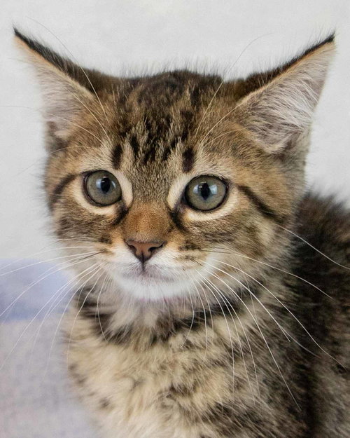Susie, an adoptable Domestic Short Hair in Kennesaw, GA