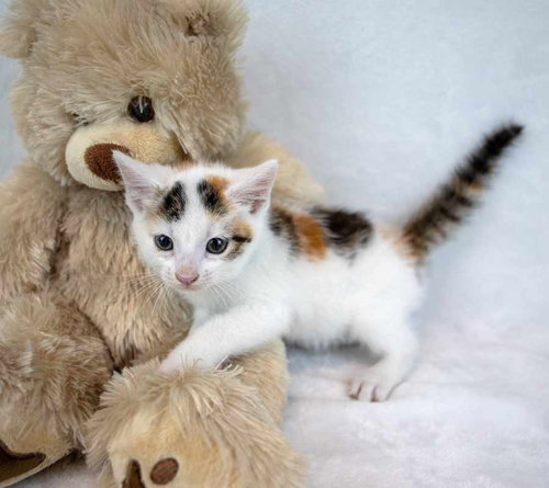 Ginger photo 4