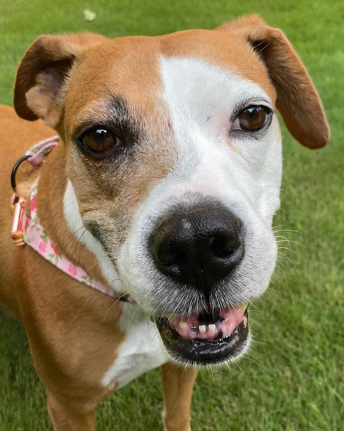 Mama - Hound