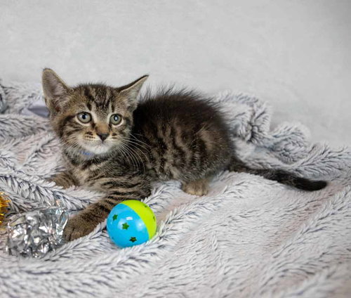 Sheldon photo 2