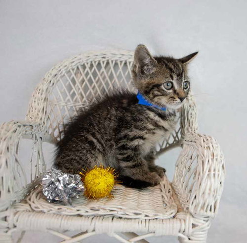 Sheldon photo 5