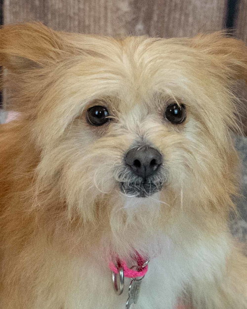 Rylie, an adoptable Chihuahua in Kennesaw, GA