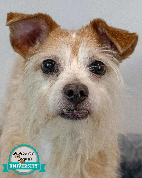 Luke, an adoptable Terrier in Kennesaw, GA
