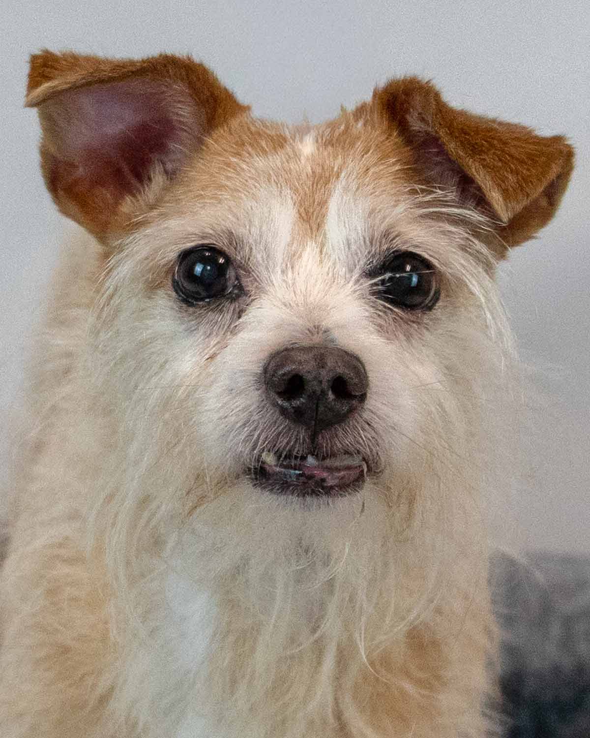 Luke - Terrier