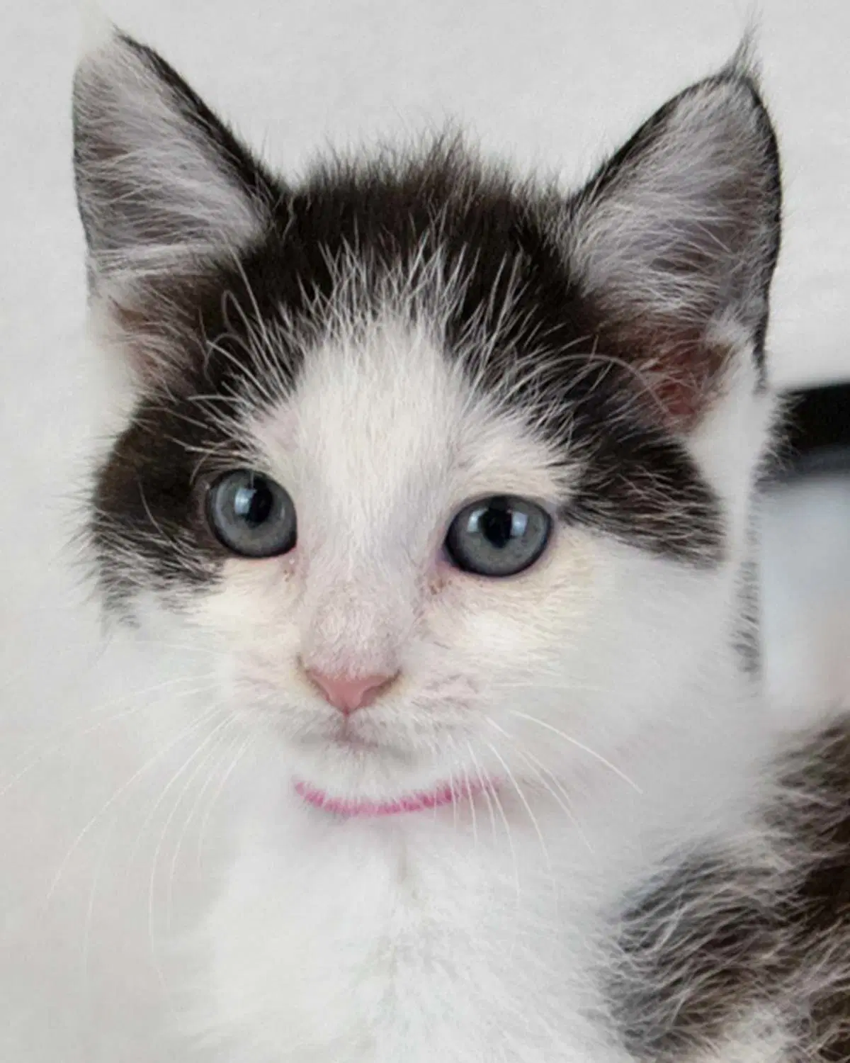 Aperol - Domestic Short Hair