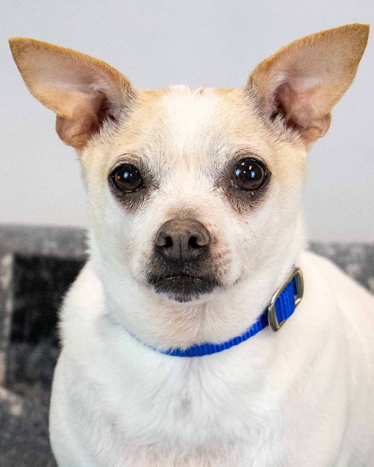 Chewy - Chihuahua