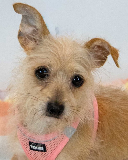 Norma, an adoptable Terrier in Kennesaw, GA