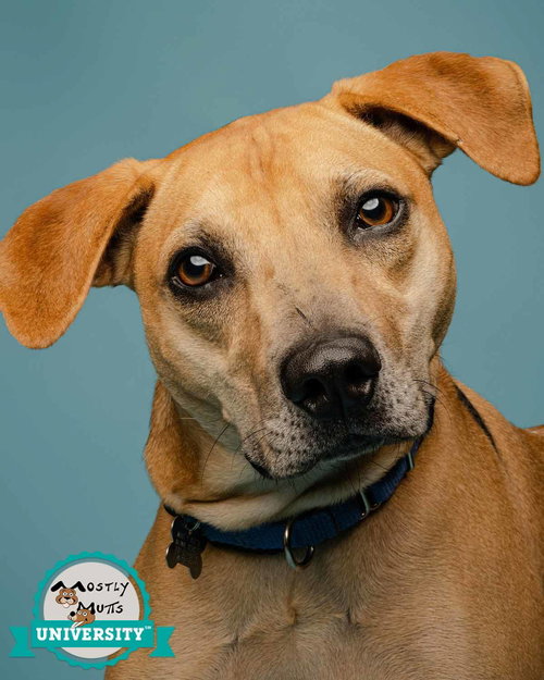 Isaac, a dog for adoption from Mostly Mutts Animal Rescue & Adoption, Inc.