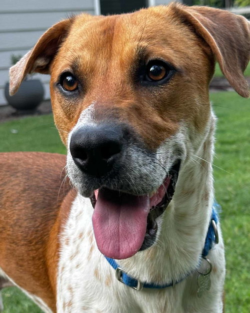 picture of the dog needing adoption