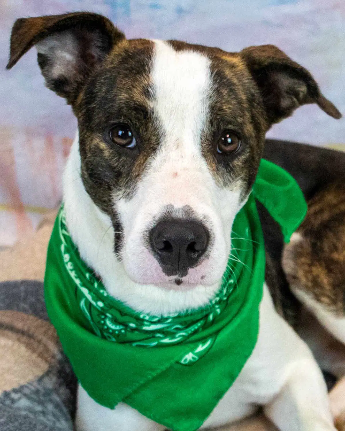 Harvey - Boxer