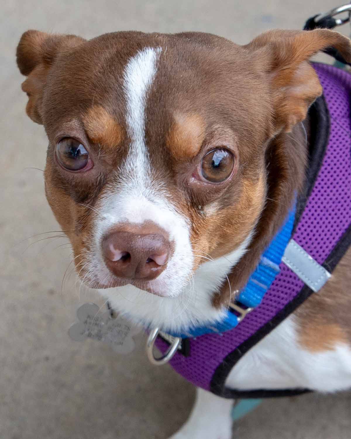Morty - Chihuahua