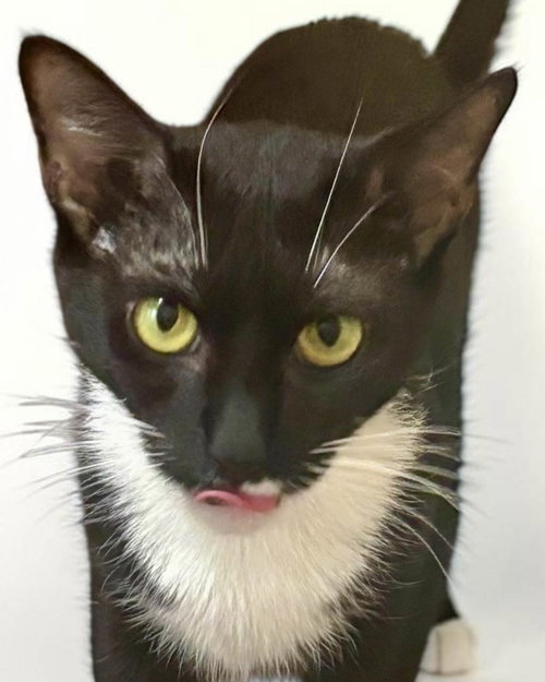 Boots, a cat for adoption from Mostly Mutts Animal Rescue & Adoption, Inc.