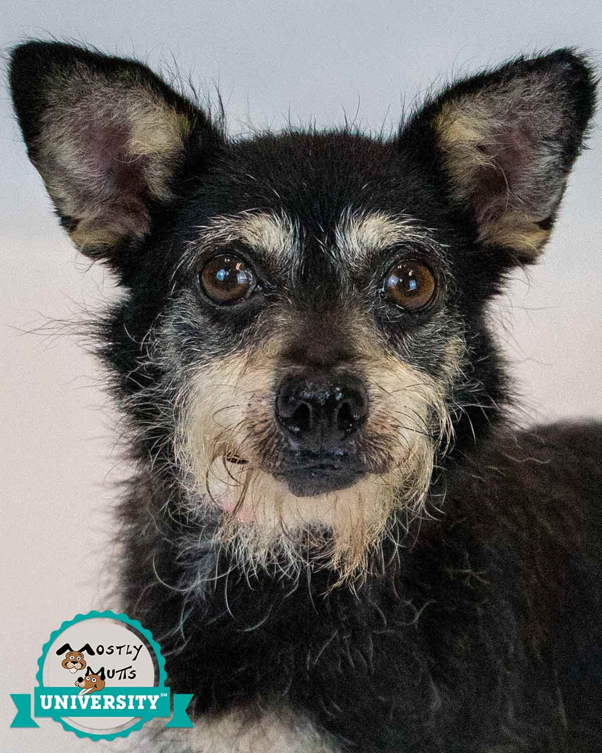 Letty - Terrier