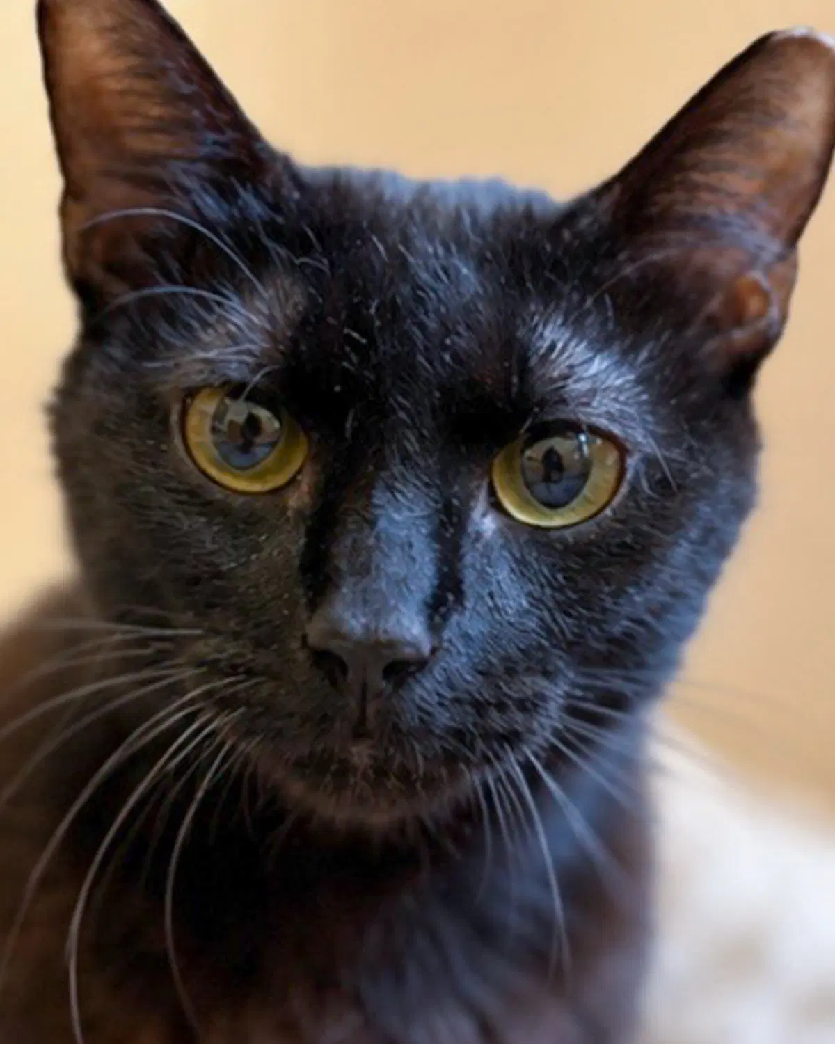 Bernadette - Domestic Short Hair