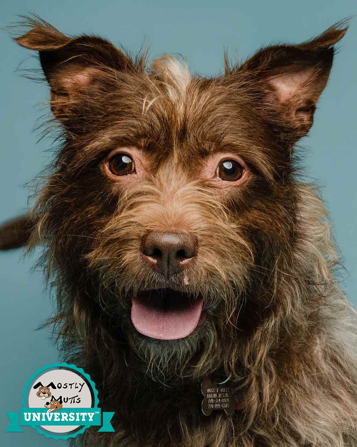 Mcgruff - Terrier
