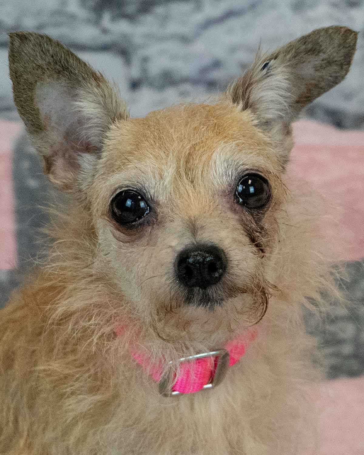 Felicia - Terrier