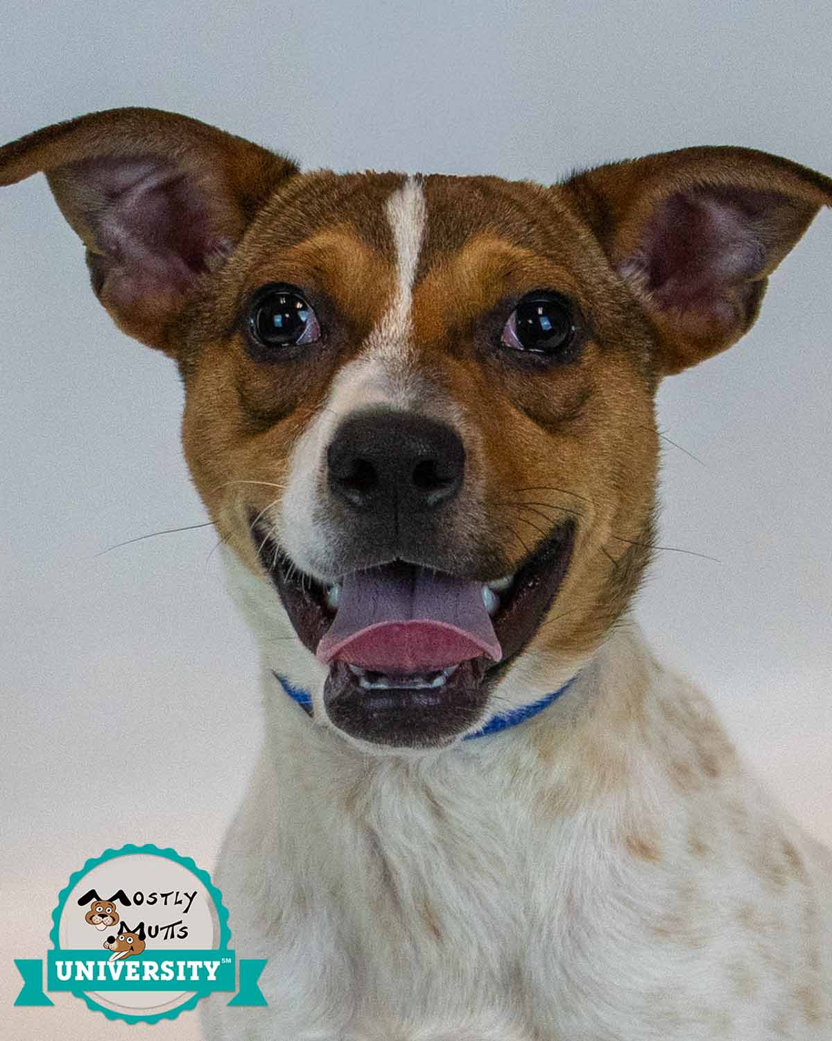 Samwise - Jack Russell Terrier
