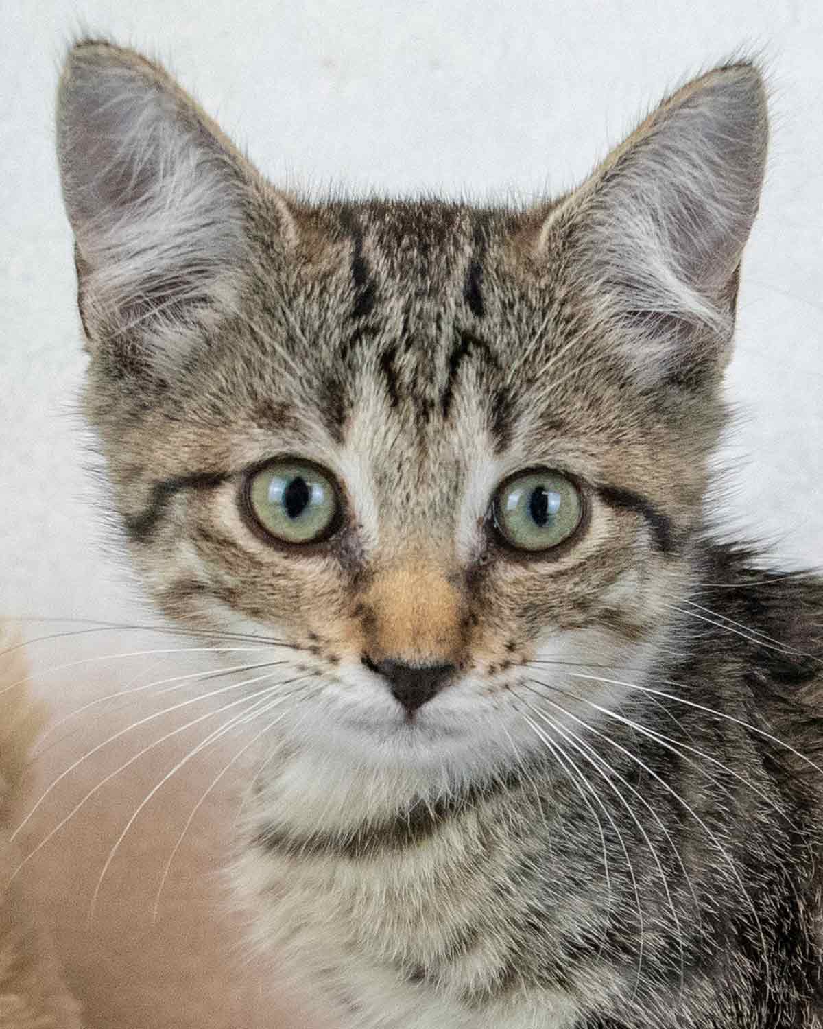Florence - Domestic Short Hair