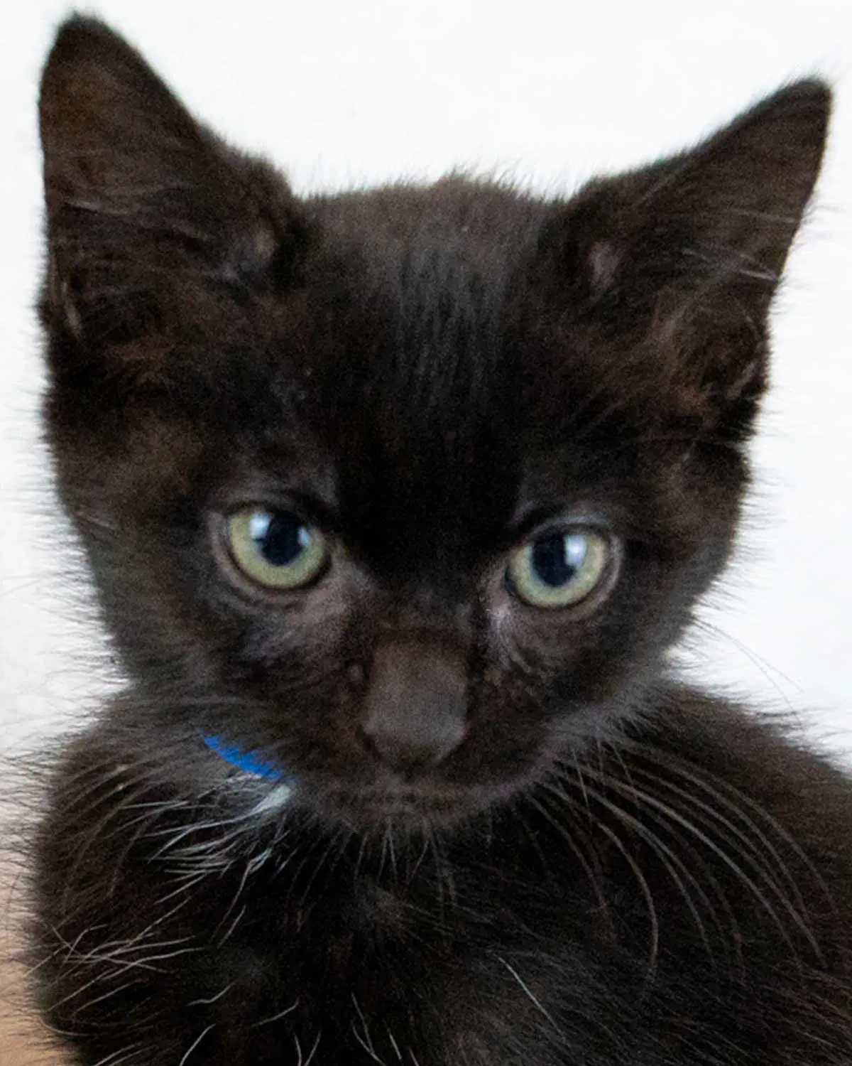 Milano - Domestic Short Hair