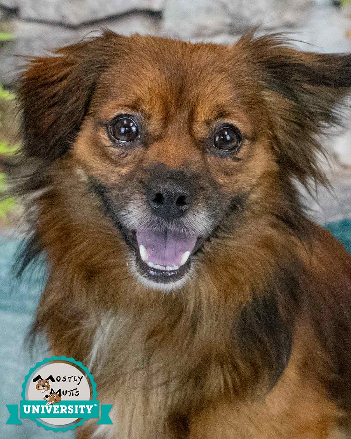 Elias - Spaniel