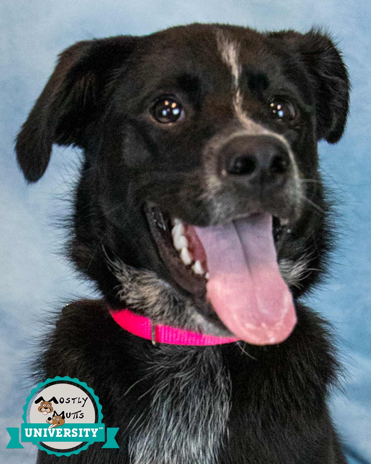 Korra
