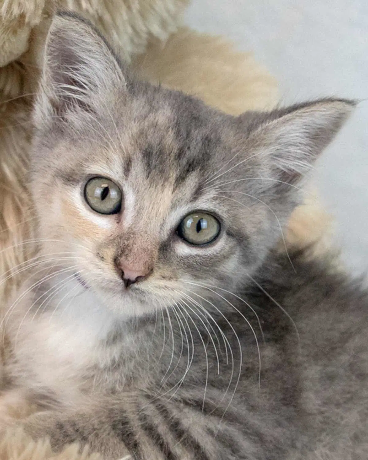 Piper - Domestic Short Hair