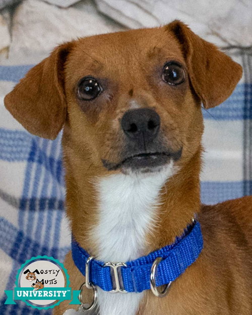 picture of the dog needing adoption