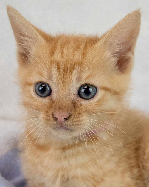 picture of the cat needing adoption