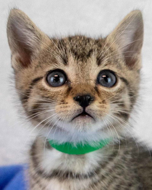 picture of the cat needing adoption