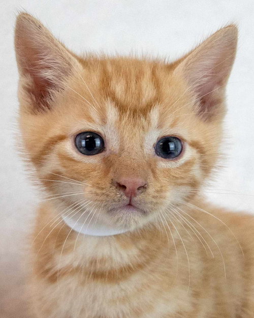 picture of the cat needing adoption