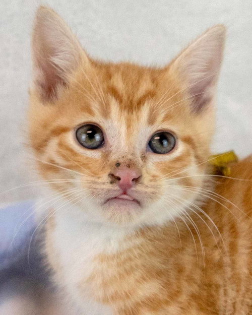 picture of the cat needing adoption