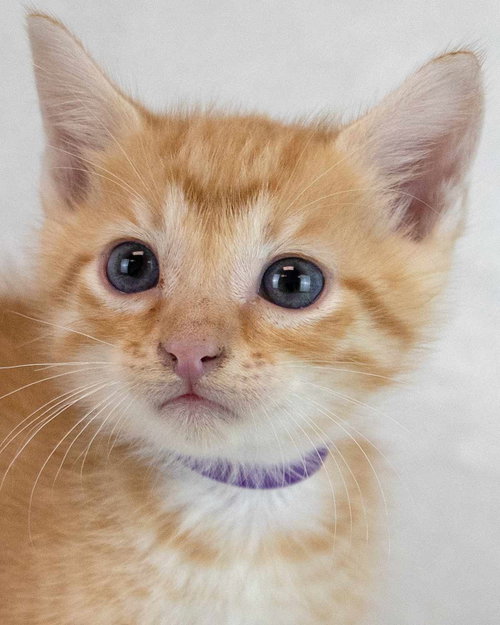 picture of the cat needing adoption