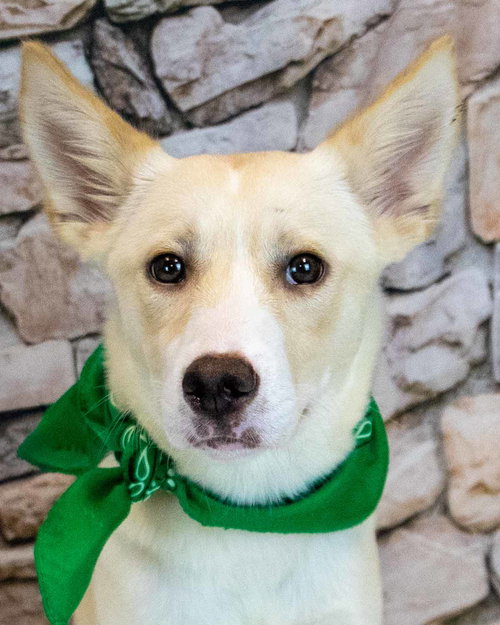picture of the dog needing adoption