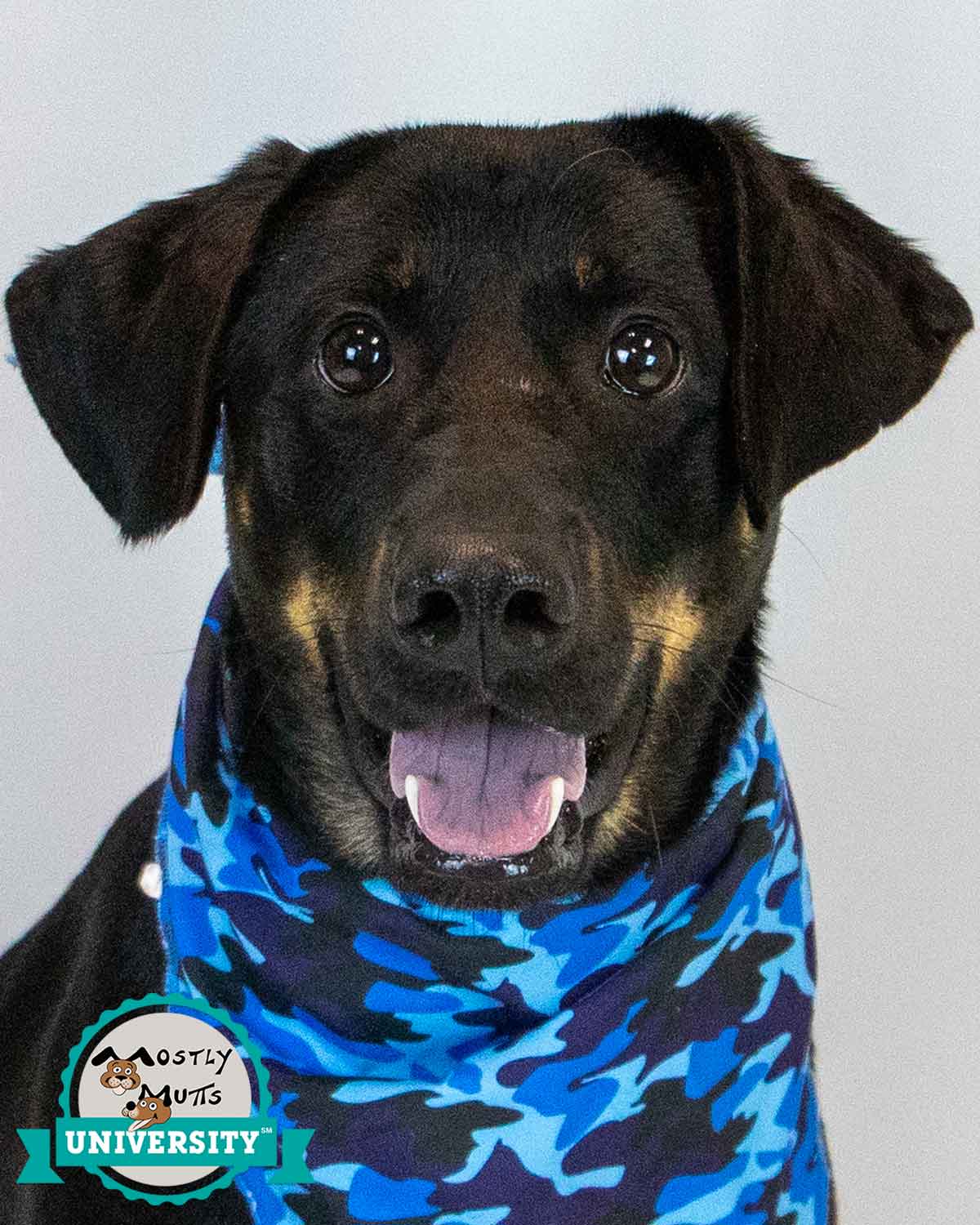 Orson - Labrador Retriever
