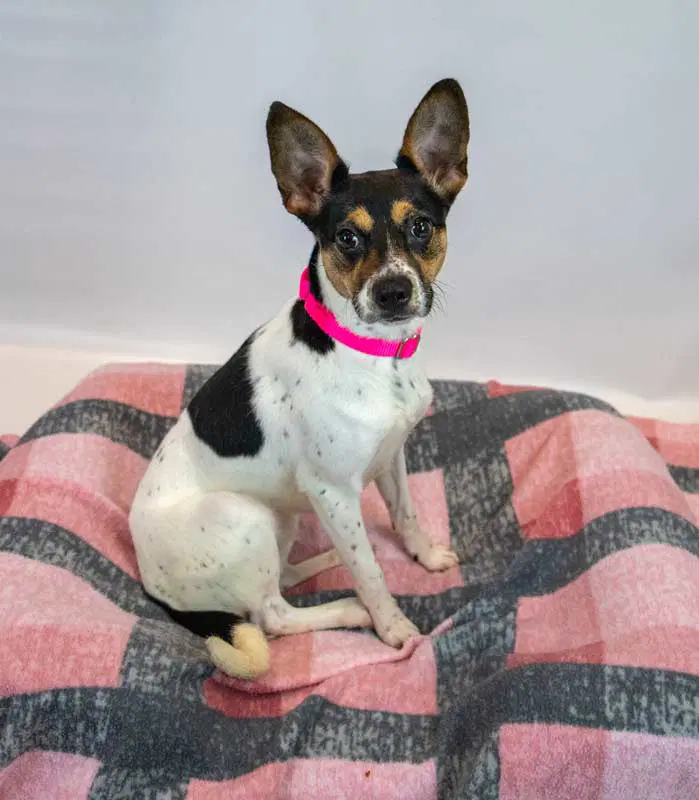 Darla image 2