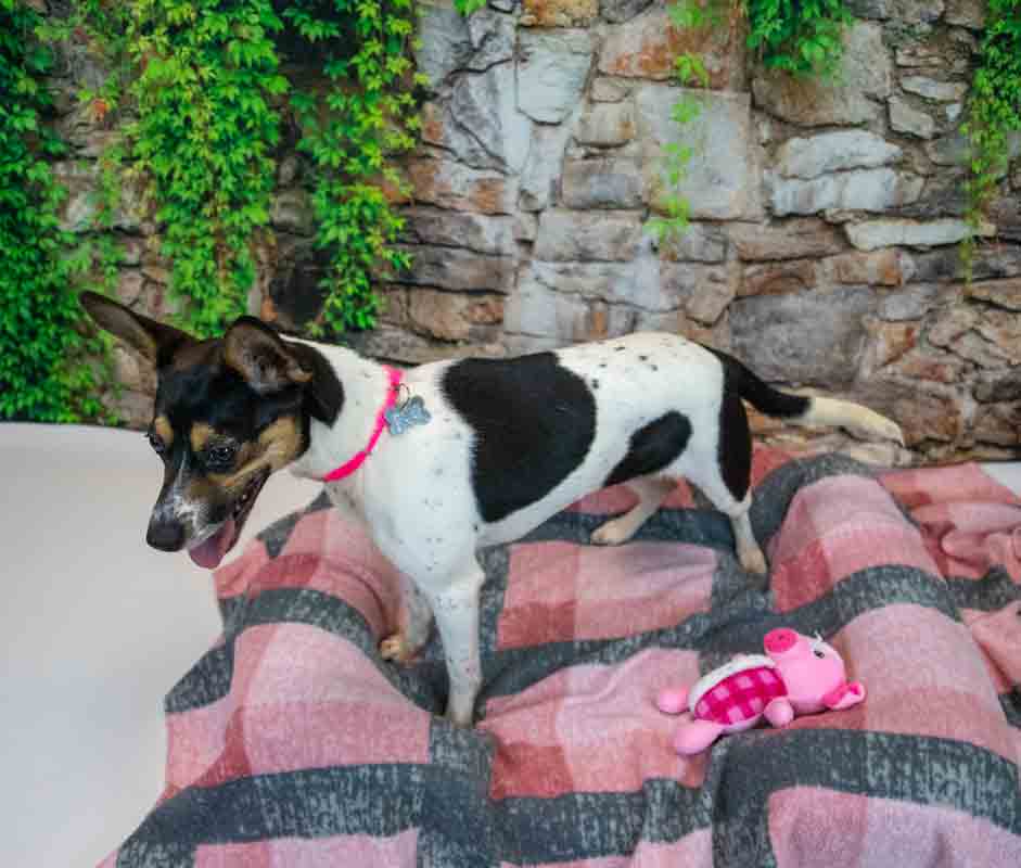 Darla image 4